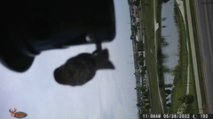 Haemorhous mexicanus