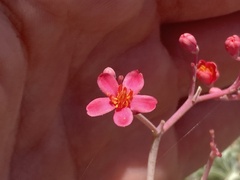 Jatropha cathartica