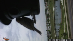 Haemorhous mexicanus