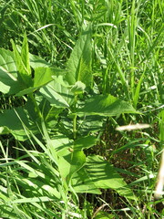 Silphium perfoliatum