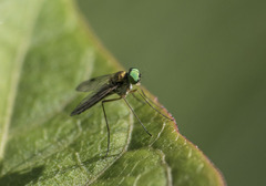 Chrysopilus asiliformis