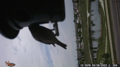 Haemorhous mexicanus