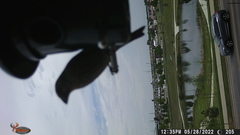 Haemorhous mexicanus