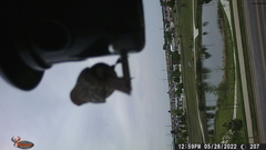 Haemorhous mexicanus