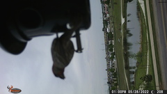 Haemorhous mexicanus