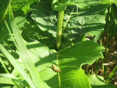 Silphium perfoliatum