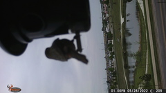 Haemorhous mexicanus