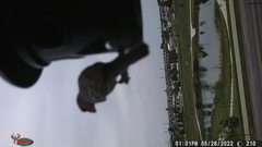 Haemorhous mexicanus