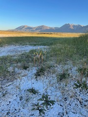 Crepis runcinata hallii