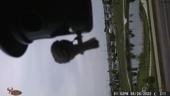 Haemorhous mexicanus