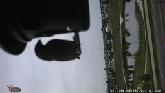 Haemorhous mexicanus