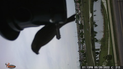 Haemorhous mexicanus