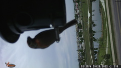 Haemorhous mexicanus