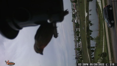 Haemorhous mexicanus