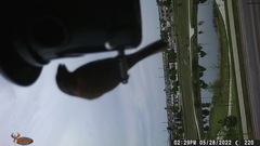 Haemorhous mexicanus