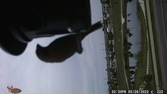 Haemorhous mexicanus