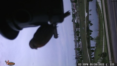 Haemorhous mexicanus