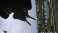 Haemorhous mexicanus