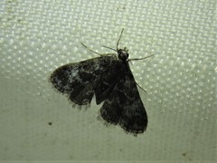 Elophila tinealis