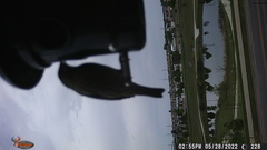 Haemorhous mexicanus