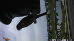 Haemorhous mexicanus