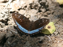 Tanaecia whiteheadi