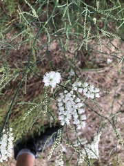 Polygonella americana