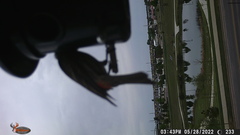 Haemorhous mexicanus