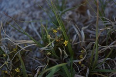 Cleomella parviflora