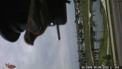 Haemorhous mexicanus