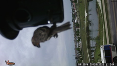 Haemorhous mexicanus