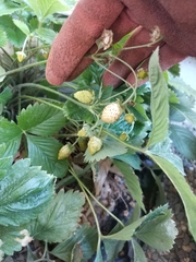 Fragaria vesca vesca