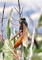Sirex californicus