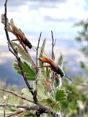 Sirex californicus