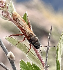 Sirex californicus