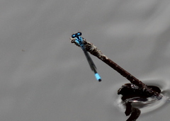 Enallagma geminatum