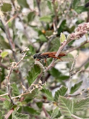 Sirex californicus