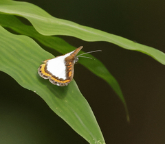 Nymphidium plinthobaphis