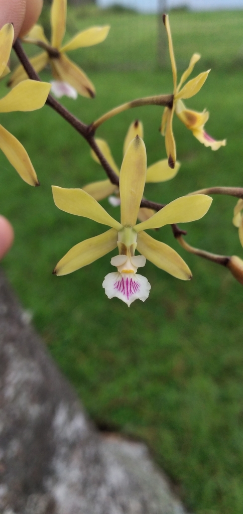 Encyclia ceratistes