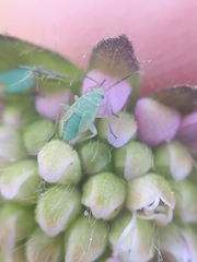 Placochilus seladonicus