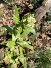 Pseudoturritis turrita