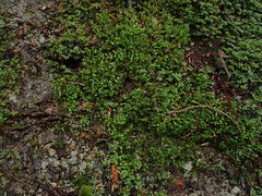 Pohlia longibracteata