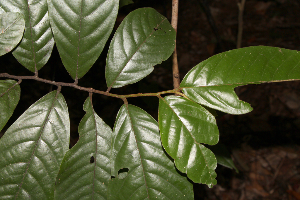 Popowia fusca