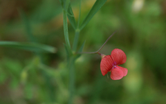 Lathyrus nissolia