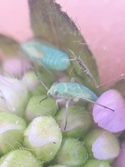 Placochilus seladonicus