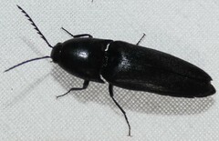 Parallelostethus attenuatus