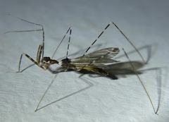 Stenolemoides arizonensis