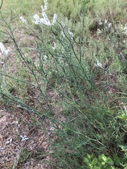 Polygonella americana