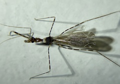 Stenolemoides arizonensis