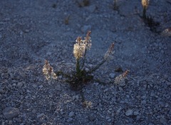 Thelypodium crispum
